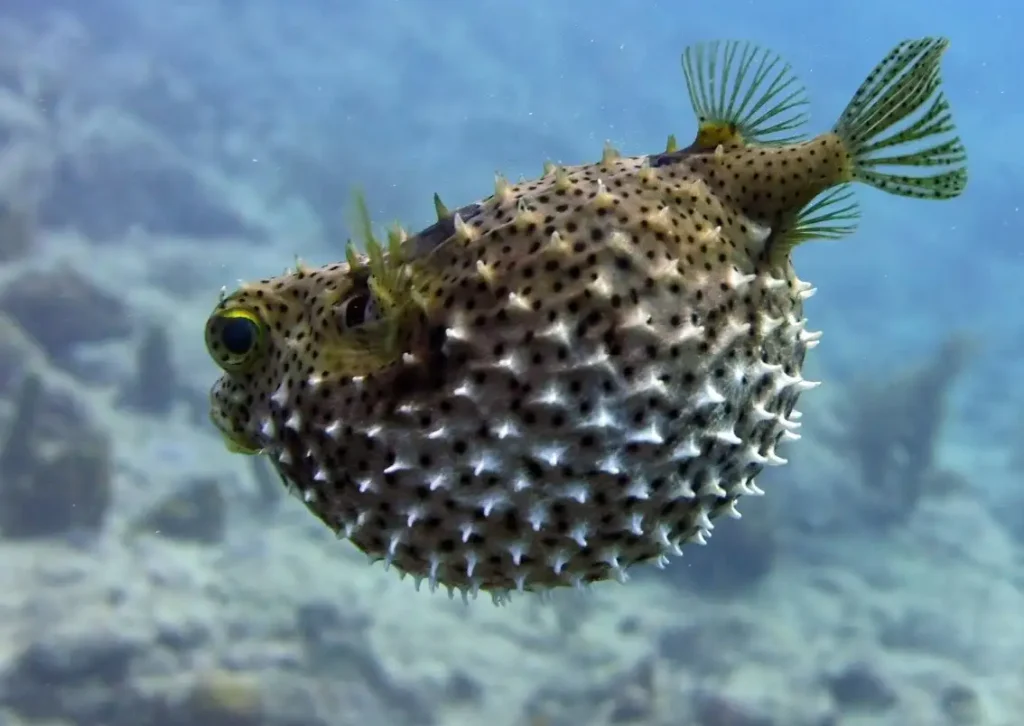 Poisson coffre dans les eaux au large de Bouillante avec La Rand'Eau Guadeloupe