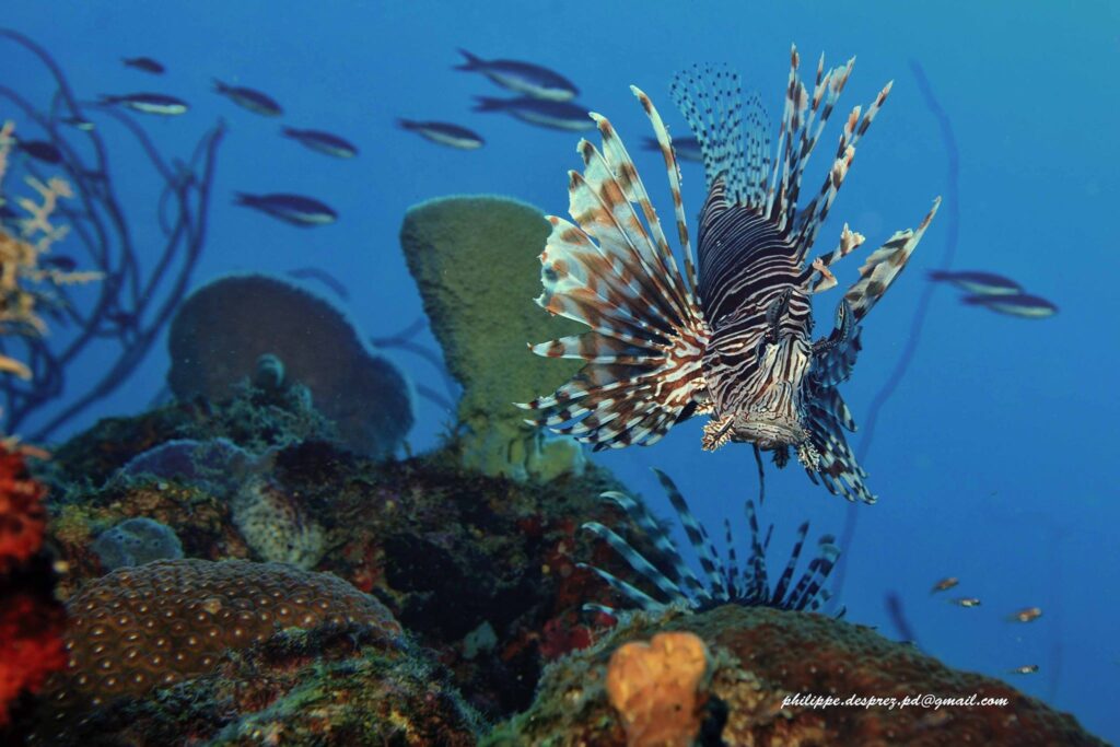 Magnifique Poisson Lion en Guadeloupe avec La Rand'Eau à Bouillante