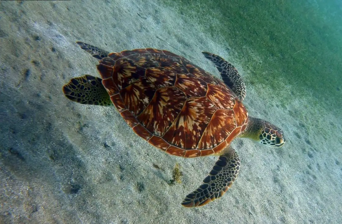 Tortue verte au large de Malendure avec La Rand'Eau Guadeloupe