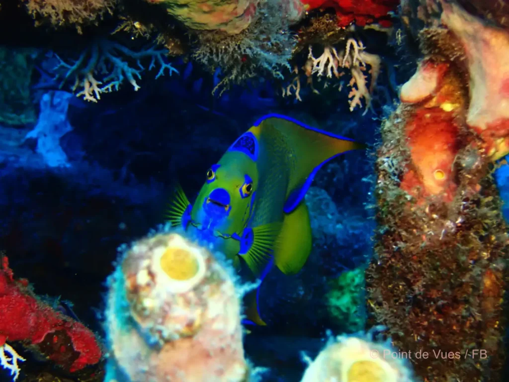 Un poisson-ange royal dans les fonds marins de la réserve Cousteau, visible lors de sortie snorkeling en Guadeloupe avec La Rand'Eau.