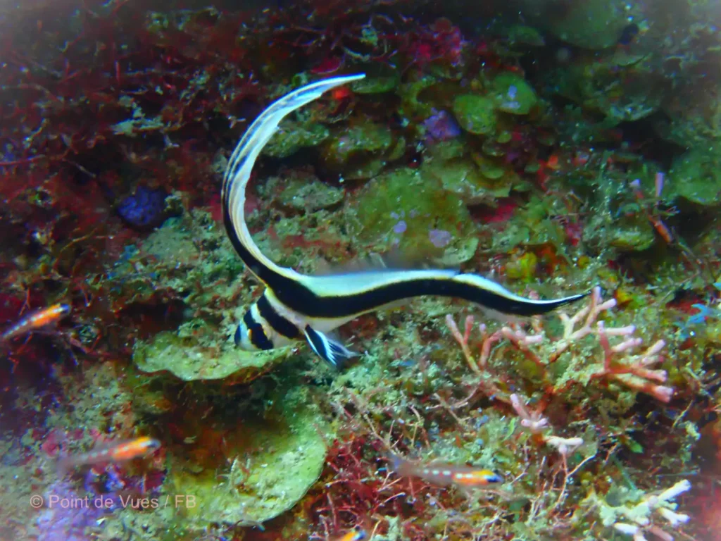 Un poisson chevalier lancier juvénile observé lors d'une randonnée palmée à Bouillante avec La Rand'Eau.
