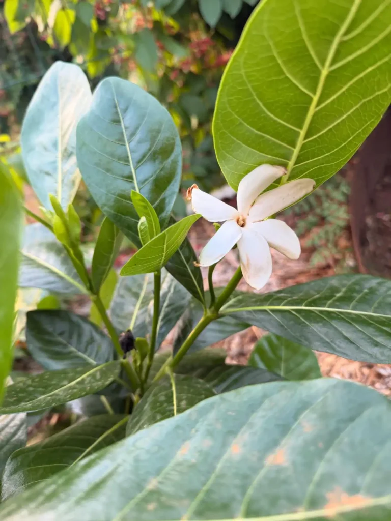 Une élégante fleur blanche de Gardénia des Caraïbes au parfum envoûtant, Filao Cottage à Sainte-Rose Guadeloupe