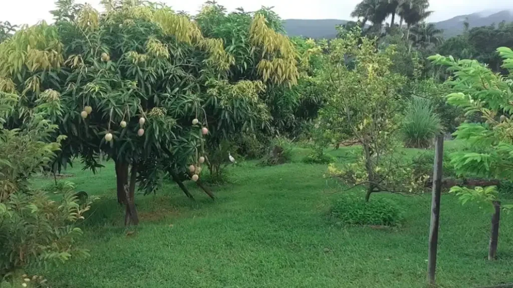 Les arbres fruitiers à l'Habitation Caféière Bouilante Guadeloupe
