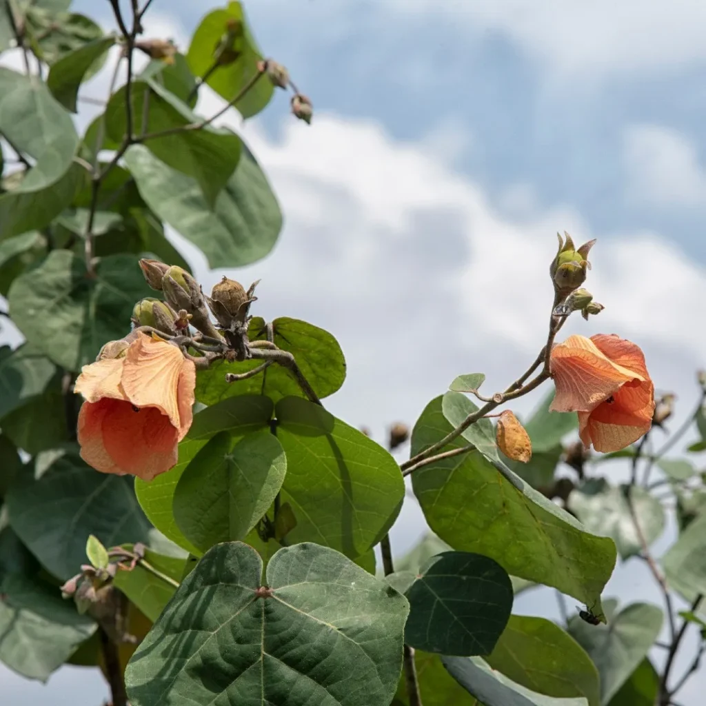 Fleurs de Mahot Bord de Mer