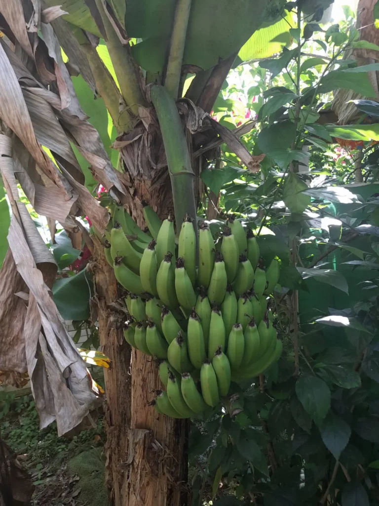 Régime de banane à La maison des Cocotiers à Sainte-Rose Guadeloupe