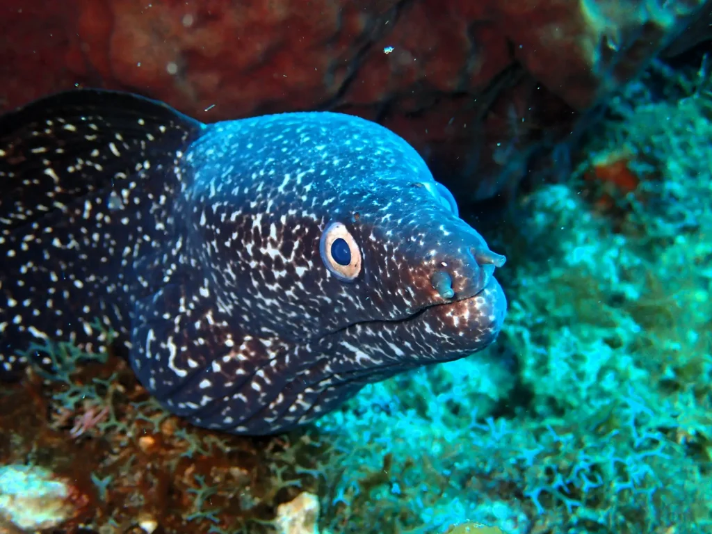Antenaire Pongée à Deshaies Guadeloupe
