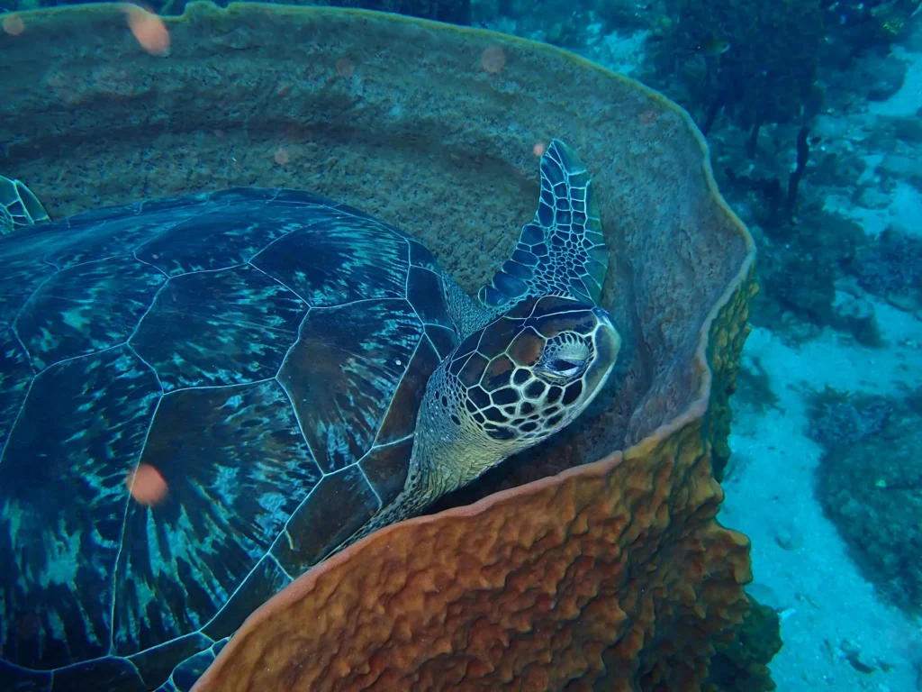 Antenaire Pongée à Deshaies Guadeloupe