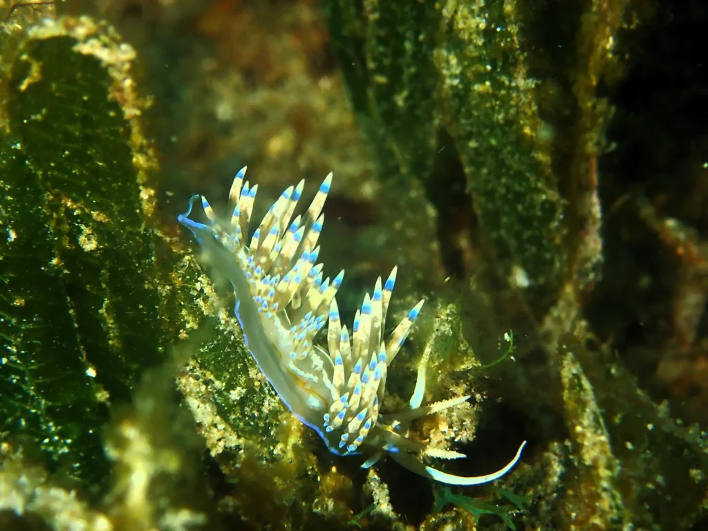 Antenaire Pongée à Deshaies Guadeloupe