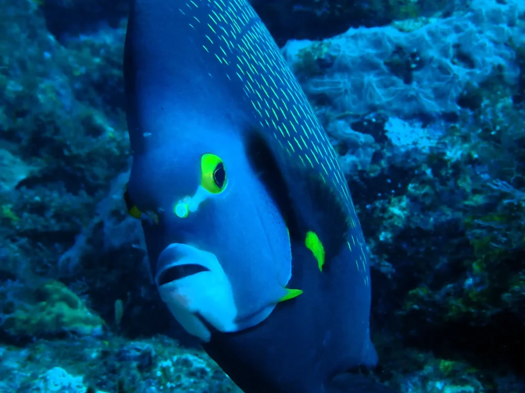 Antenaire Pongée à Deshaies Guadeloupe
