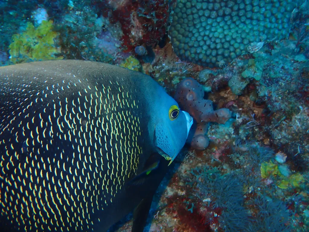 Antenaire Pongée à Deshaies Guadeloupe