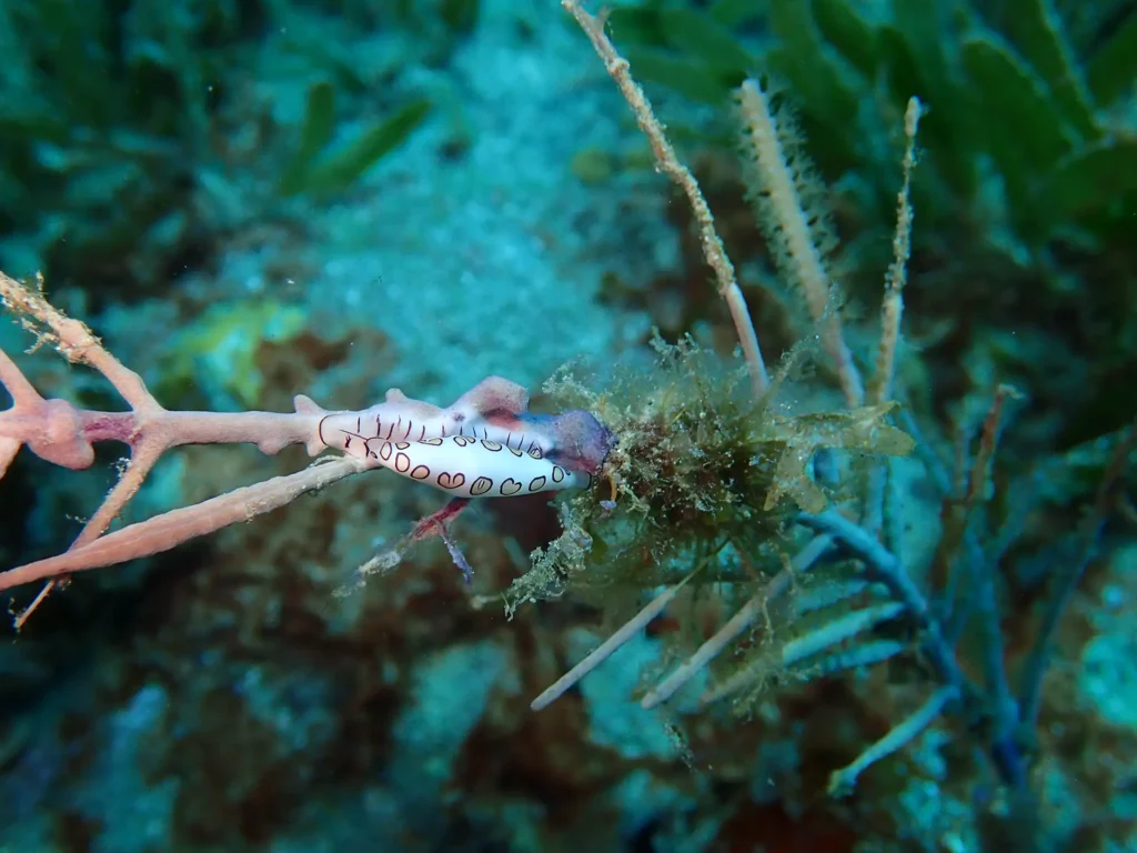 Antenaire Pongée à Deshaies Guadeloupe