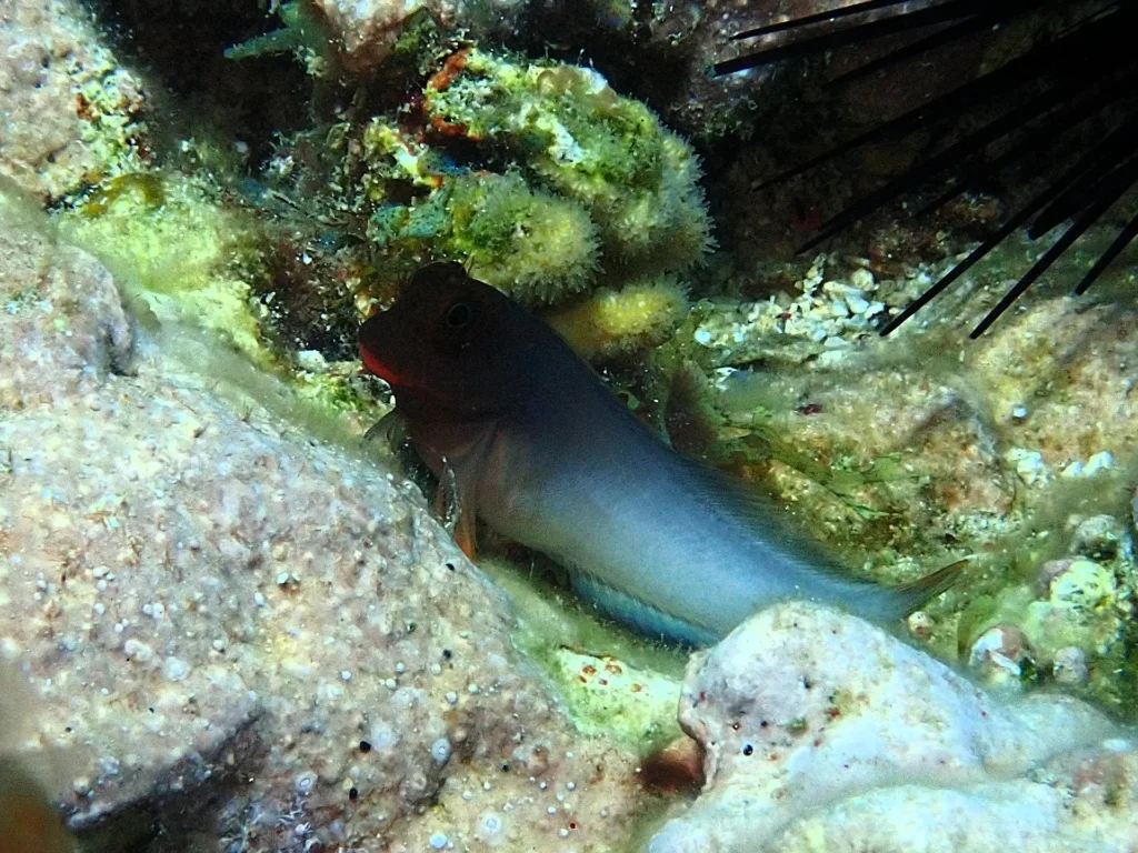 Antenaire Pongée à Deshaies Guadeloupe