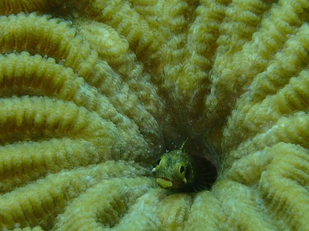 Antenaire Pongée à Deshaies Guadeloupe