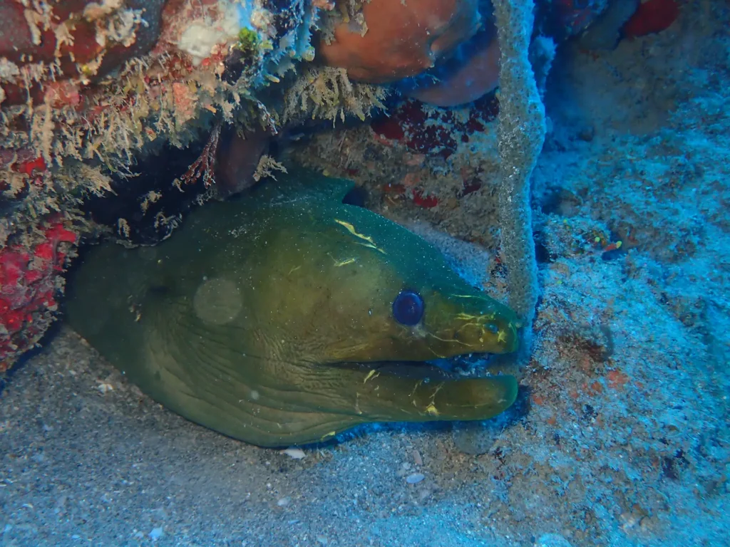 Antenaire Pongée à Deshaies Guadeloupe