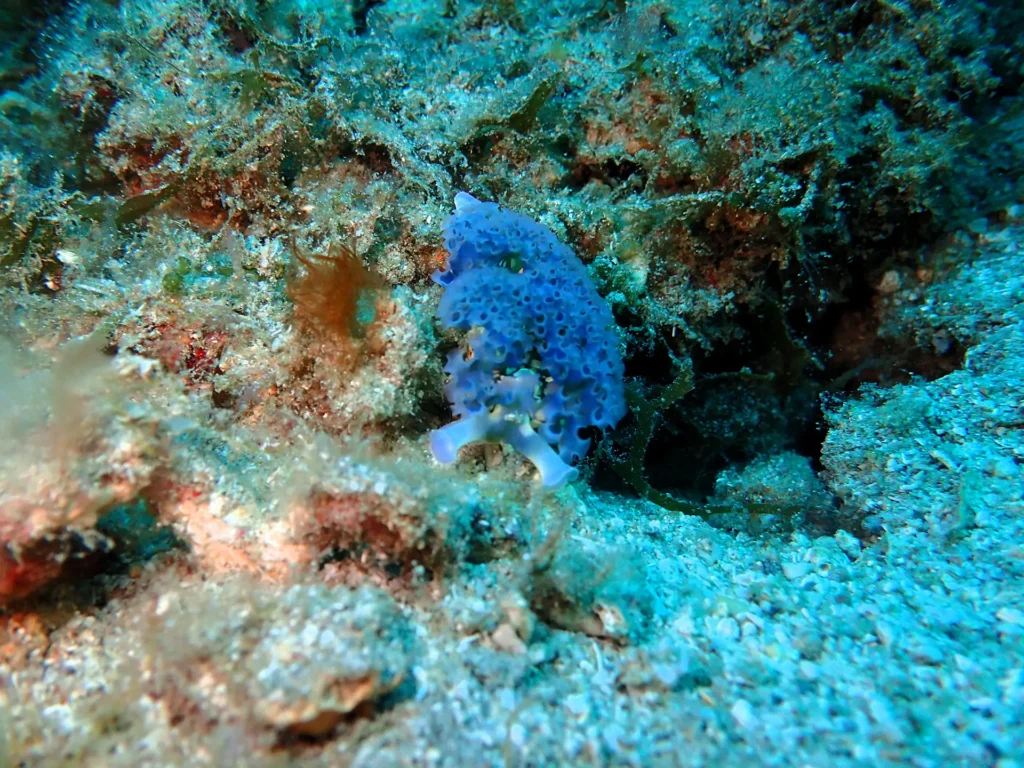 Antenaire Pongée à Deshaies Guadeloupe
