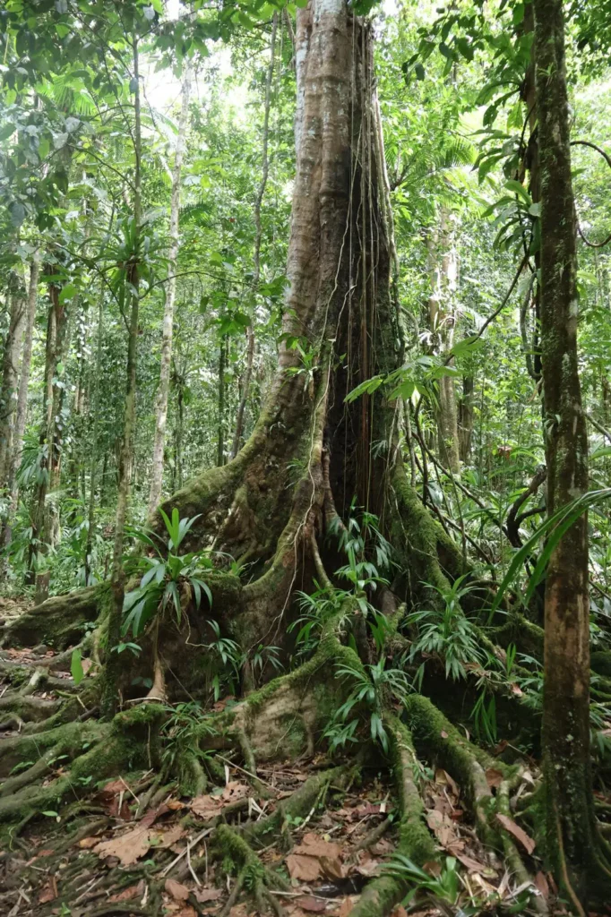 Paysages de Guadeloupe avec Kio Tours Excursions (12)