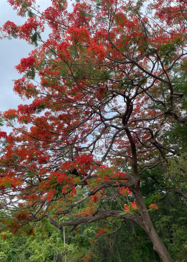 Paysages de Guadeloupe avec Kio Tours Excursions (6)