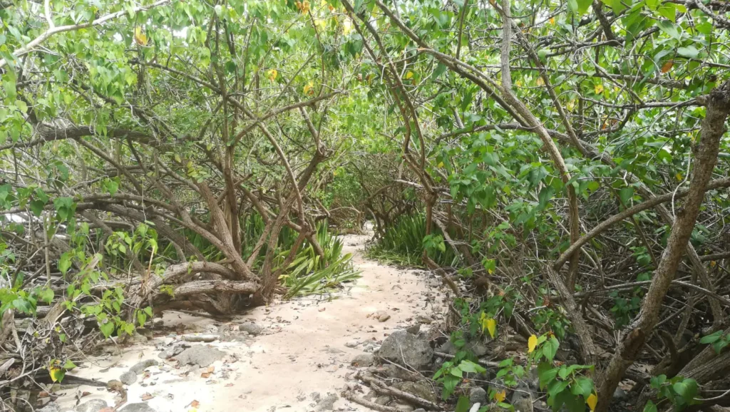 Visite de la mangrove de Saint-François avec Kio Tours Excursions Guadeloupe