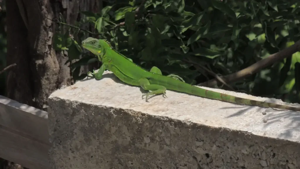 Visiteur matinal aux Gîtes Couleur Caraïbes à Bouillante Guadeloupe
