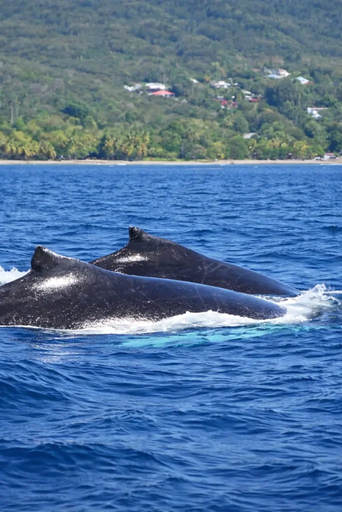 Crédit photos - Valérie Gueit - Soleil Excursions à Pointe-Noire Guadeloupe