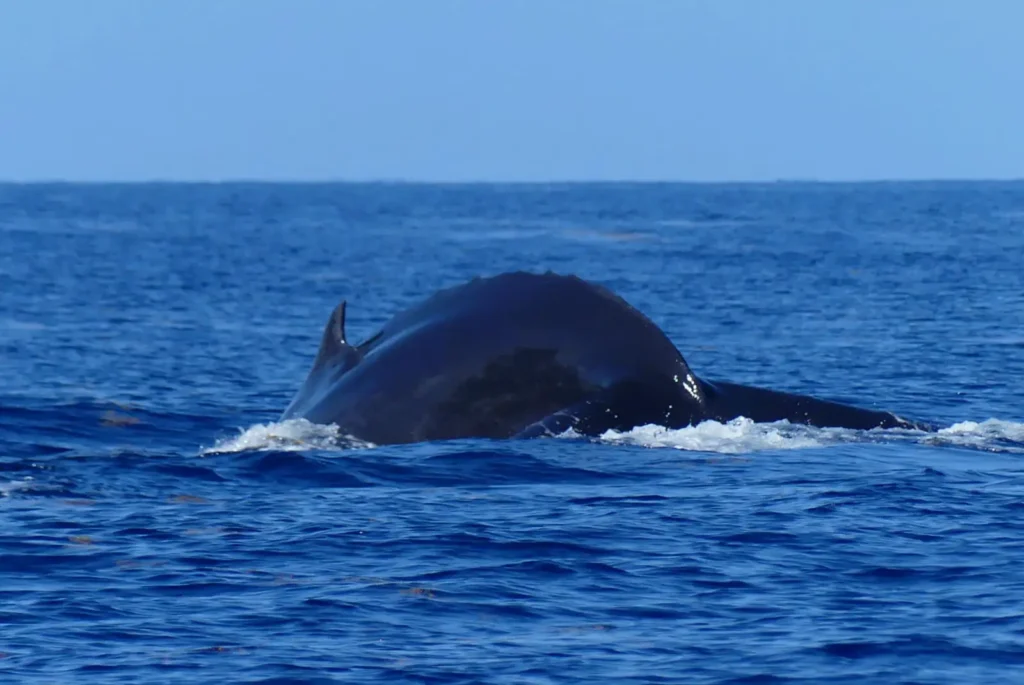 Crédit photos - Valérie Gueit - Soleil Excursions à Pointe-Noire Guadeloupe
