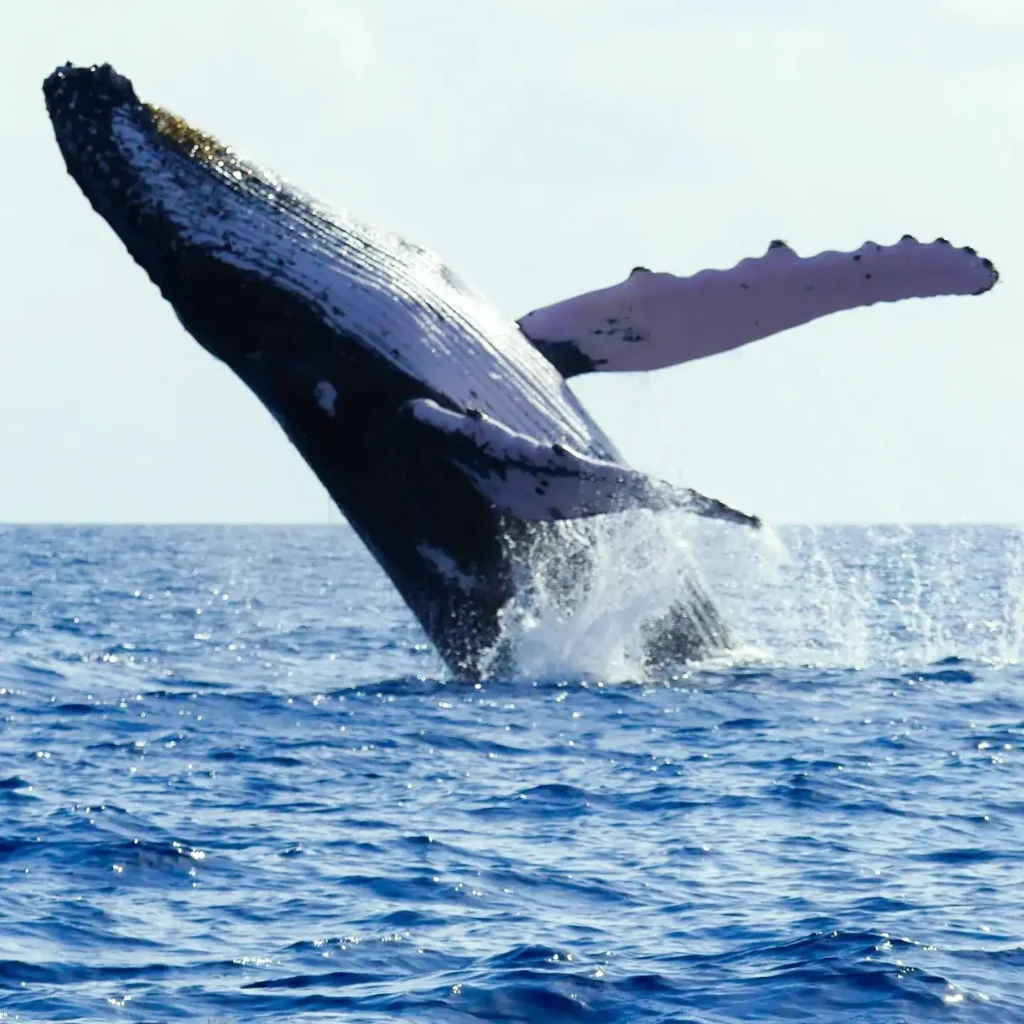 Crédit photos - Valérie Gueit - Soleil Excursions à Pointe-Noire Guadeloupe