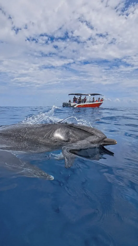 Crédit photos - Valérie Gueit - Soleil Excursions à Pointe-Noire Guadeloupe