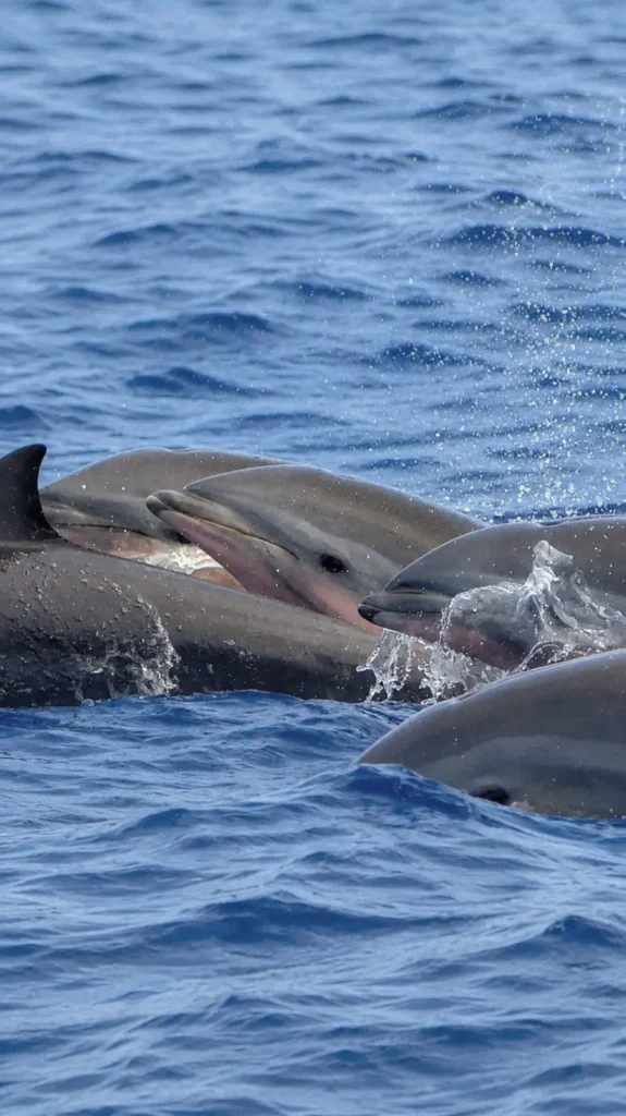 Crédit photos - Valérie Gueit - Soleil Excursions à Pointe-Noire Guadeloupe