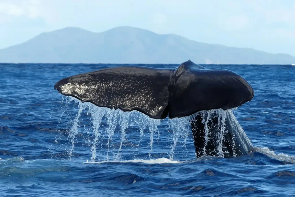 Crédit photos - Valérie Gueit - Soleil Excursions à Pointe-Noire Guadeloupe