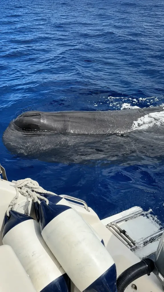Crédit photos - Valérie Gueit - Soleil Excursions à Pointe-Noire Guadeloupe