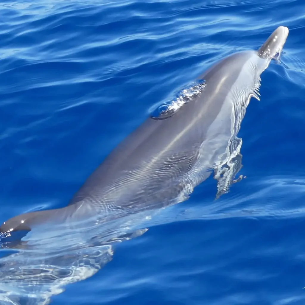 Crédit photos - Valérie Gueit - Soleil Excursions à Pointe-Noire Guadeloupe