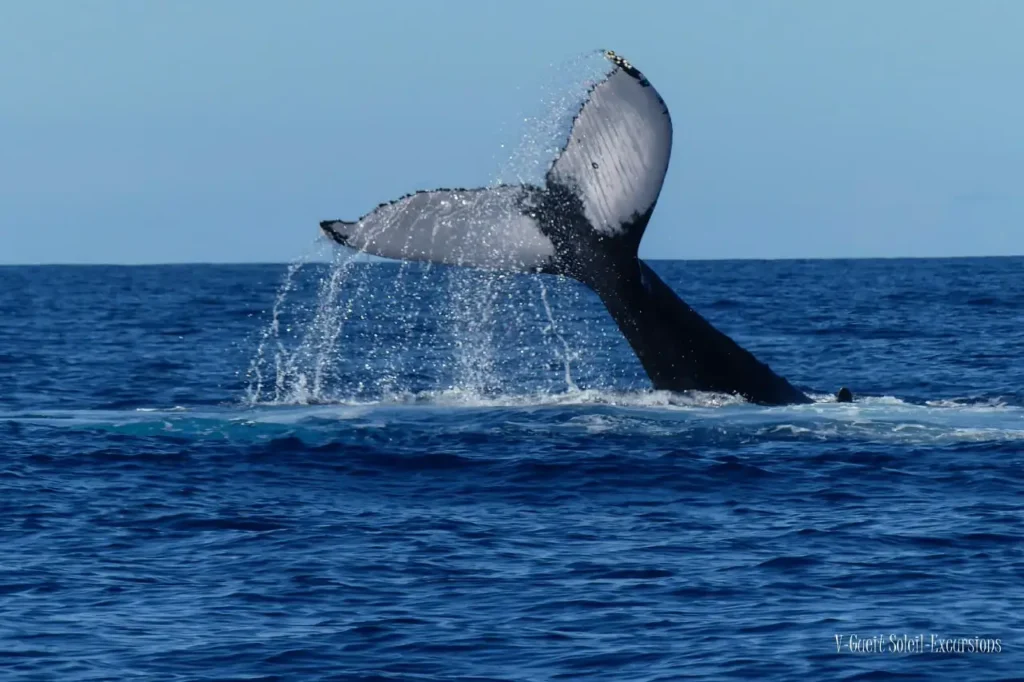 Crédit photos - Valérie Gueit - Soleil Excursions à Pointe-Noire Guadeloupe